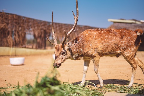 Etawah Lion Safari